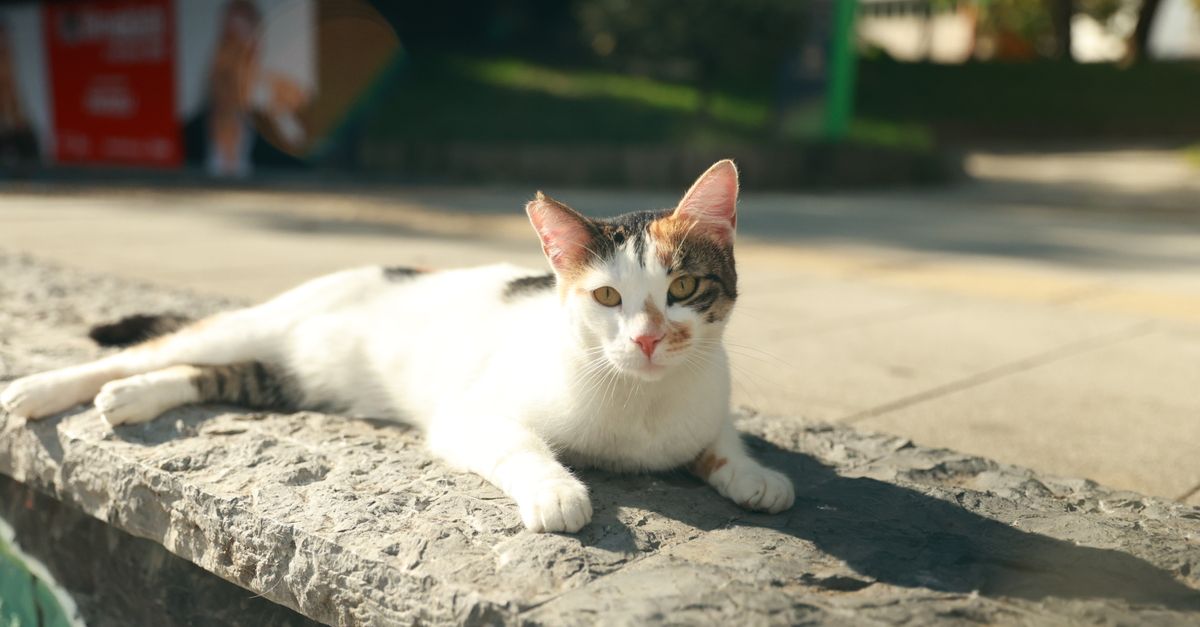 Cat in the sun on a sidewalk next to a light-colored wall