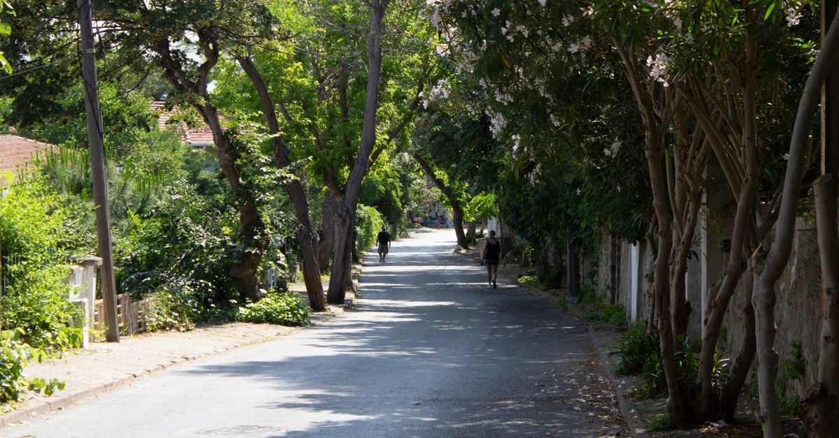 Sidewalk with tree shade and a fence with plants along the side