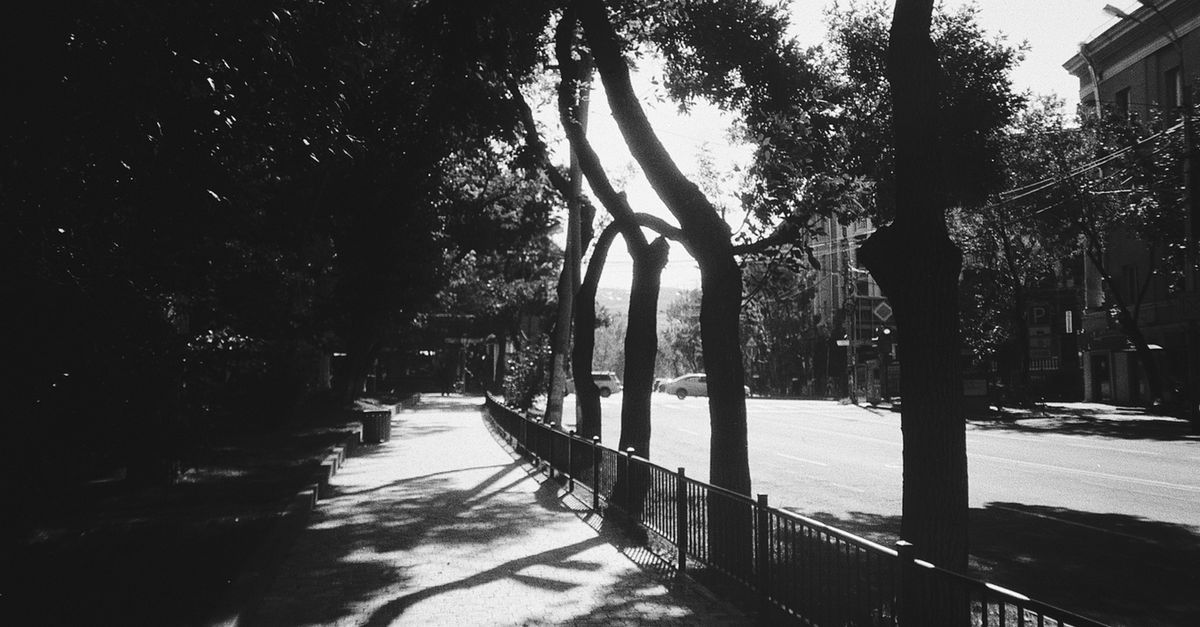Tree-lined street with a sidewalk and shadows at dusk, seen from the height of a person walking